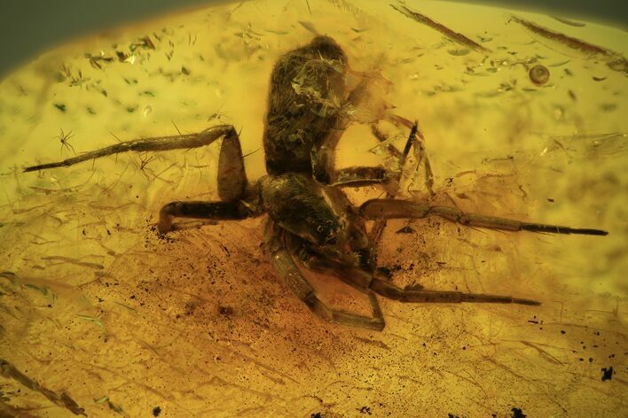 Fossil Spider (Araneae) In Baltic Amber #109456